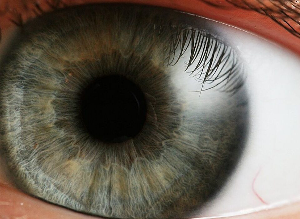 وظائف حدقة العين